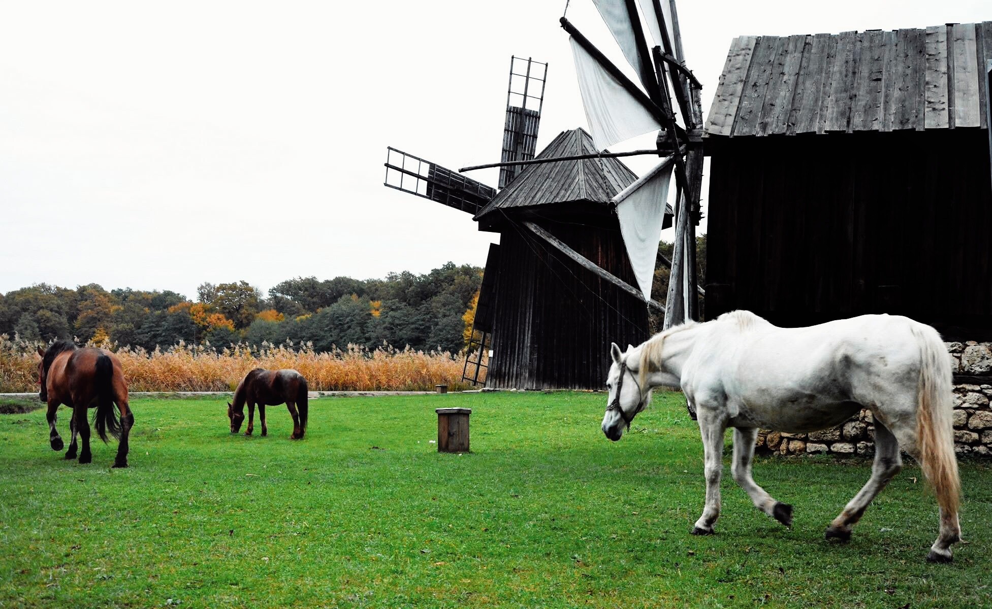 Archival photograph, 2015, Sibiu, Romania; three horses in a field with wooden windmills during an educational residential plein-air art programme.