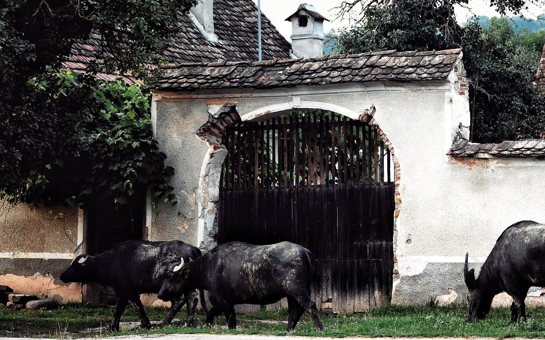 Archival photograph, 2016, Sibiu, Romania; water buffalo or cattle passing a wooden gate and white rural building during a plein-air art programme.